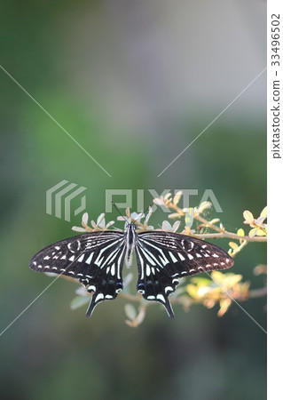 Ageha 03 Ageha 03 33496502