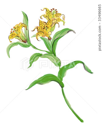 Kibanahototogisu - Stock Illustration [33496665] - PIXTA