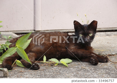 Photos of stray cats Photos of stray cats 33496757