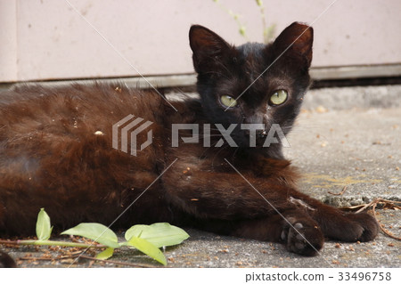 Photos of stray cats Photos of stray cats 33496758