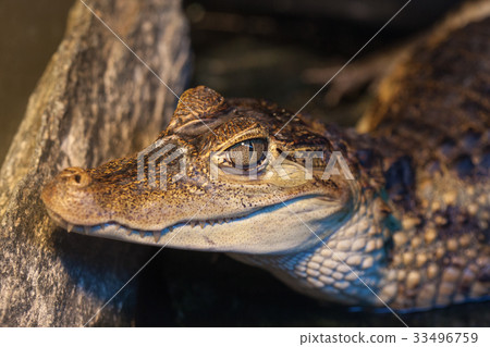 Close-up of the head of a dwarf crocodile Close-up of the head of a dwarf crocodile 33496759