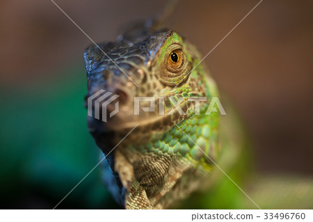 Closeup of green Iguana Closeup of green Iguana 33496760