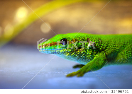 Green gecko lizard Green gecko lizard 33496761