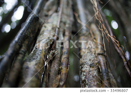 Detail of a tree trunk in a tropical forest. Tree 33496807