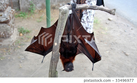 Hanging flying fox alias fruit bat Hanging flying fox alias fruit bat 33496977