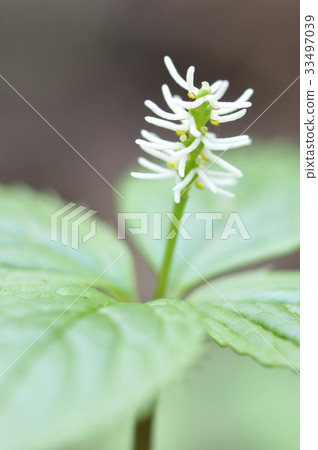 Hitorishizuka Hitorishizuka 33497039