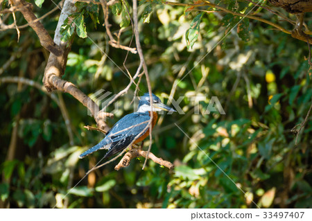Ringed kingfisher on the nature in Pantanal,Brazil 33497407