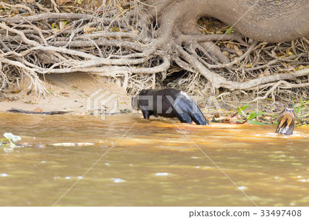 Giant otter from Pantanal, Brazil 33497408