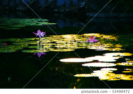 荷花池日落 荷花池日落 33498472