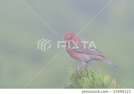 霧的Ginzan Mashiko 霧的Ginzan Mashiko 33499123