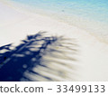 Guam palm tree shadow 33499133