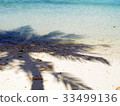 Guam palm tree shadow 33499136