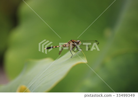 裁剪標記 33499349