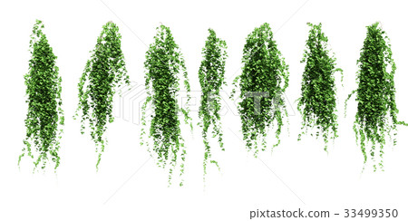 常春藤集 33499350