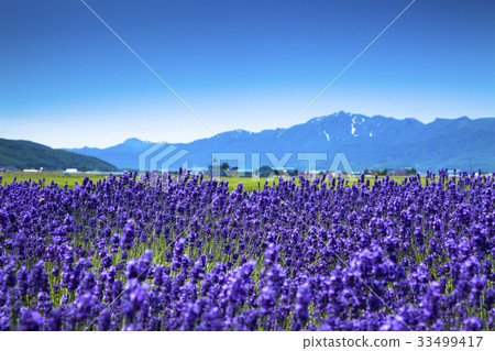 Lavender and Yubari Mountains 33499417
