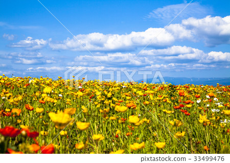 Poppy and summer sky 33499476