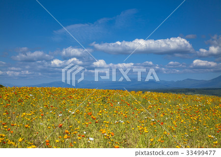 Poppy and summer sky 33499477