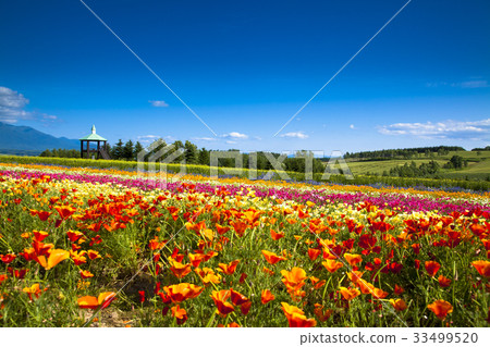 Poppy and summer sky 33499520