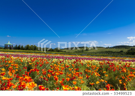 Poppy and summer sky 33499523
