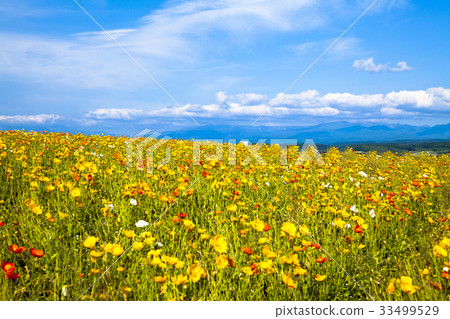 Poppy and summer sky 33499529