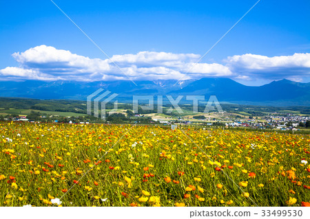 Poppy and summer sky 33499530