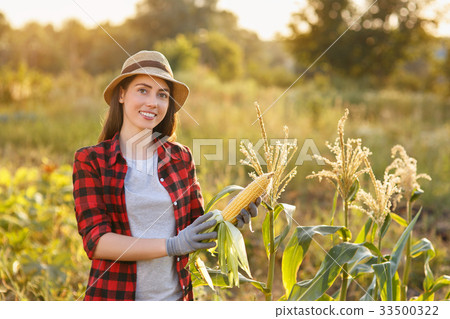 happy woman gardener with corn cob happy woman gardener with corn cob 33500322