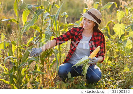 happy woman gardener with corn cob happy woman gardener with corn cob 33500323