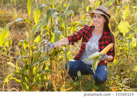 happy woman gardener with corn cob happy woman gardener with corn cob 33500324