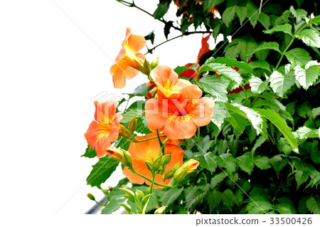 開花在Mikasa Nakahara的紅木花植物 開花在Mikasa Nakahara的紅木花植物 33500426