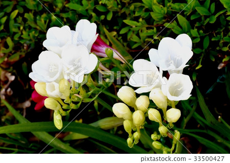 東京三鷹花植物開花在三鷹中原的白色小蒼蘭 33500427