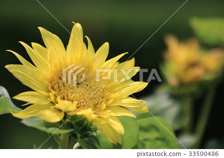 Sunflower 33500486