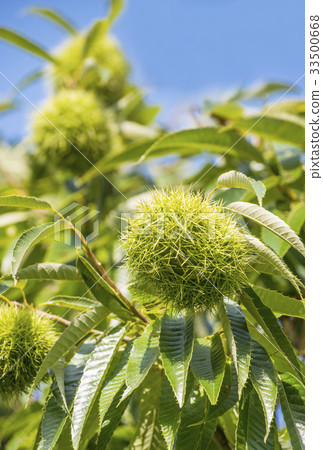 Chestnut tree autumn taste 33500668