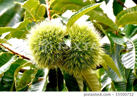 An unripe chestnut that becomes the Mishima flower plant Mitaka Nakahara 33500732