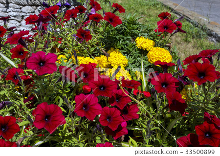 Summer flowers in park 33500899