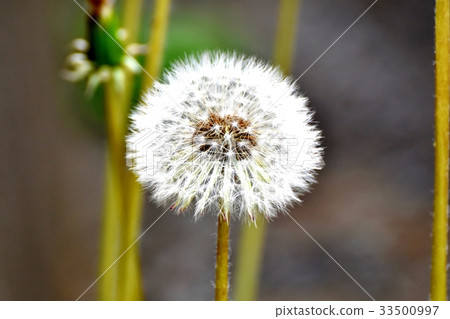 東京三鷹花植物開花在三鷹中原的蒲公英白色冠 33500997