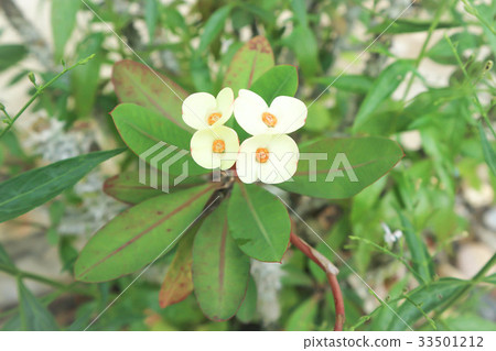 euphorbia milii or christ's thorn flower 33501212