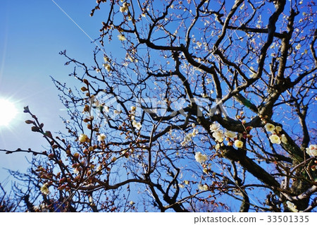 Plum blossom Plum blossom 33501335