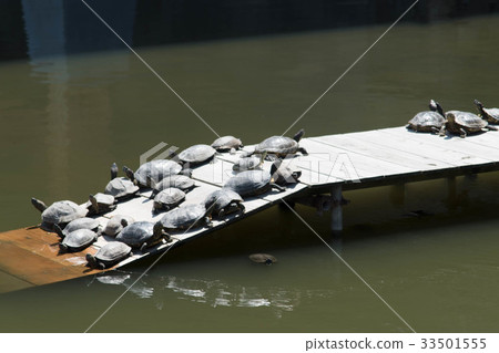 Mississippi sea turtle Turtle shellfish Alien species 33501555