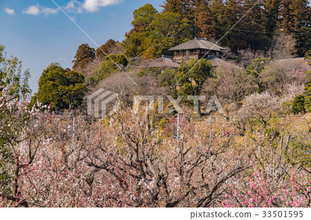 Kotobuki and Meirin in Mito Kairakuen 33501595