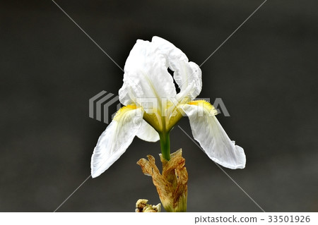 White iris which blooms in Tokyo Mitaka flower plant Mitaka Nakahara 33501926