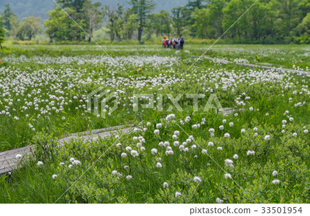 Cottongrass community of Ozegahara 33501954