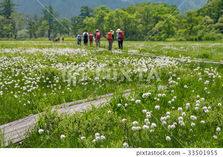 Ozegahara的Cottongrass社區 33501955