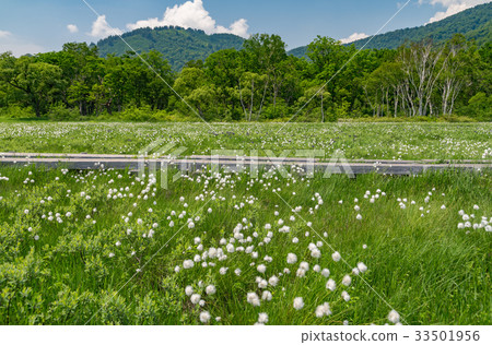 Cottongrass community of Ozegahara Cottongrass community of Ozegahara 33501956
