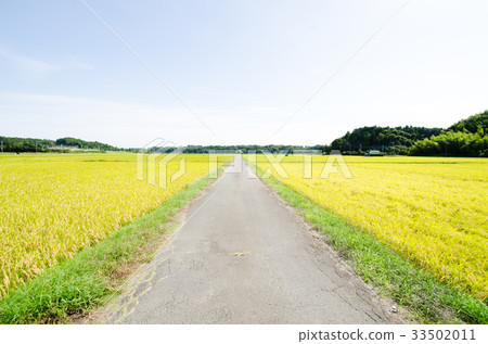 水稻種植的秋天（千葉縣，印西市） 33502011