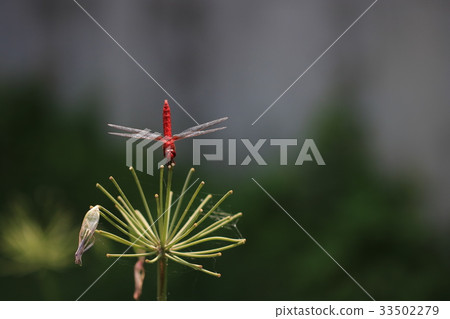 紅蜻蜓 33502279