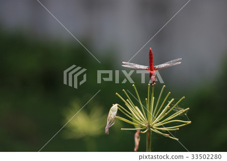 紅蜻蜓 紅蜻蜓 33502280