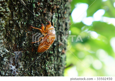 Shellfish of the semi left in the tree Shellfish of the semi left in the tree 33502450