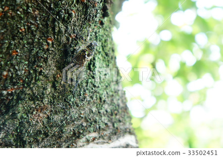 Minmin seminar which hangs on a tree Minmin seminar which hangs on a tree 33502451