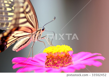 Swallowtail butterfly Swallowtail butterfly 33502452