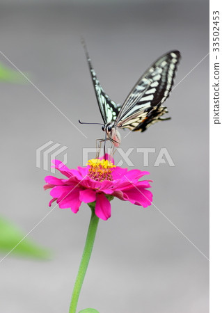 Swallowtail butterfly Swallowtail butterfly 33502453
